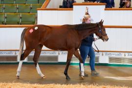 Lot  35 TDY 276Tattersalls