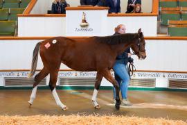 Lot  35 TDY 279Tattersalls