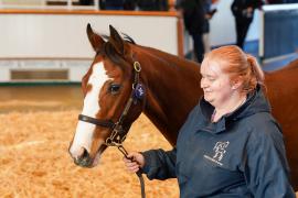 Lot  35 TDY 295Tattersalls