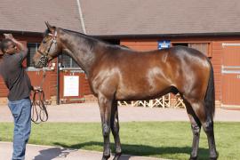 Lot  361 T B K1 V0390 Tattersalls