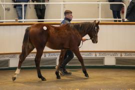 Lot  361 TDF 0614Tattersalls