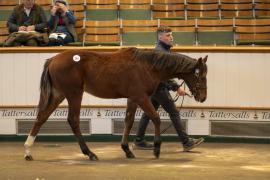 Lot  361 TDF 0638Tattersalls