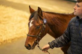 Lot  361 TDF 0664Tattersalls