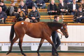 Lot  362 T B K1 0520 Tattersalls