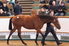 Lot  362 T B K1 0527 Tattersalls