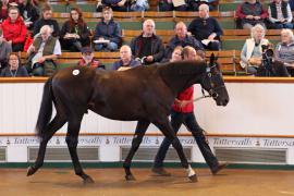 Lot  362 T B K1 0905 Tattersalls