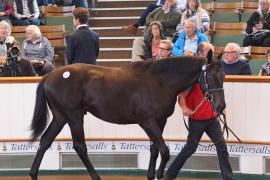 Lot  362 T B K1 0913 Tattersalls