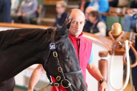 Lot  362 T B K1 0931 Tattersalls