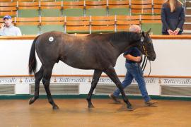 Lot  362 TSS1188Tattersalls