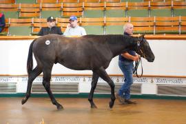 Lot  362 TSS1216Tattersalls