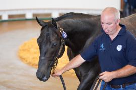 Lot  362 TSS1257Tattersalls