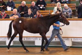 Lot  364 T B K1 0992 Tattersalls