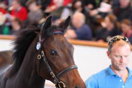 Lot  364 T B K1 1023 Tattersalls