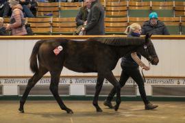 Lot  364 TDF 0772Tattersalls