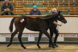 Lot  364 TDF 0816Tattersalls