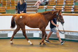 Lot  365 TSS1297Tattersalls