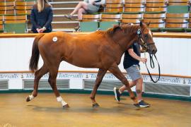 Lot  365 TSS1298Tattersalls