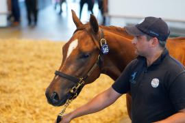 Lot  365 TSS1337Tattersalls