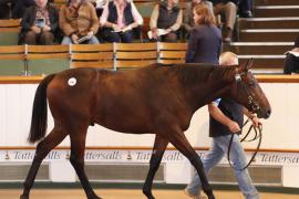 Lot  366 T B K1 0252 Tattersalls