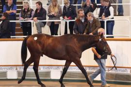 Lot  366 T B K1 0262 Tattersalls