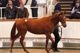 Lot  367 T B K1 0278 Tattersalls