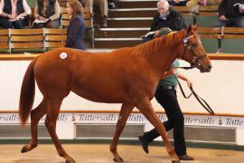 Lot  367 T B K1 0291 Tattersalls