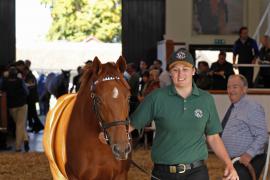 Lot  367 T B K1 0308 Tattersalls