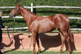 Lot  369 T B K1 0107 Tattersalls