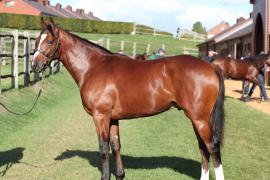 Lot  371 T B11069 Tattersalls