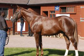 Lot  371 T B K1 V0428 Tattersalls