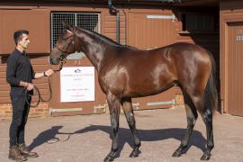 Lot  373 1713Tattersalls