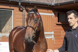 Lot  373 1803Tattersalls