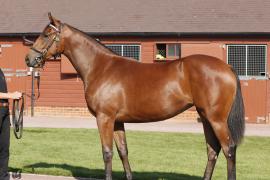 Lot  374 T B K1 V0403 Tattersalls