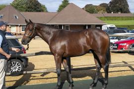 Lot  376 1871 TBK1Tattersalls