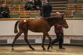 Lot  376 TDF 0926Tattersalls