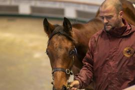 Lot  376 TDF 0938Tattersalls