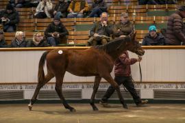 Lot  376 TDF 0958Tattersalls