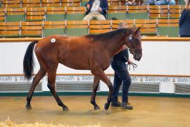 Lot  376 TSS1365Tattersalls