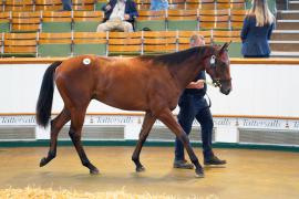 Lot  376 TSS1400Tattersalls