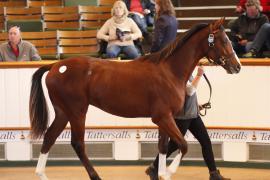 Lot  377 T B K1 0353 Tattersalls