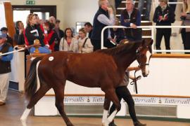 Lot  377 T B K1 0361 Tattersalls