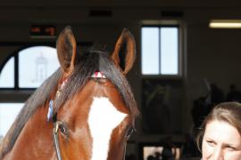 Lot  377 T B K1 0369 Tattersalls