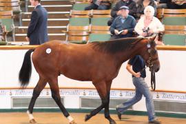 Lot  378 T B1 0071 Tattersalls