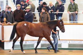 Lot  378 T B1 0075 Tattersalls