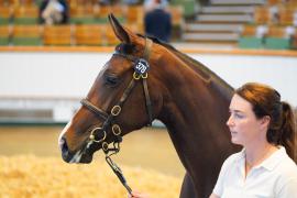 Lot  378 TSS1473Tattersalls