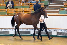 Lot  378 TSS1516Tattersalls