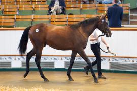 Lot  378 TSS1563Tattersalls