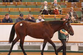 Lot  379 T B1 0135 Tattersalls