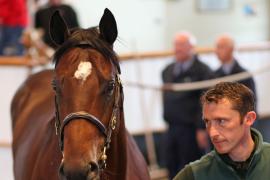 Lot  379 T B1 0150 Tattersalls