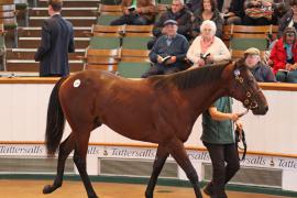 Lot  379 T B1 0195 Tattersalls